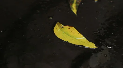 Yellow leaf Stock Footage 31745002