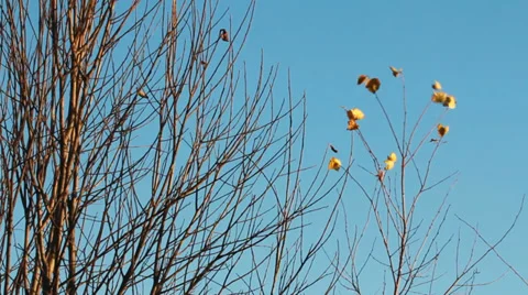 Yellow leaf Видео 32288856