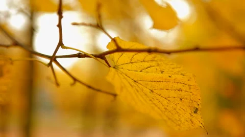 Yellow leaf Stock Footage 41437440