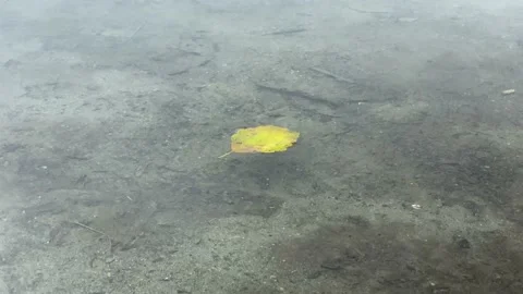 Yellow Leaf Stock Footage 138412237