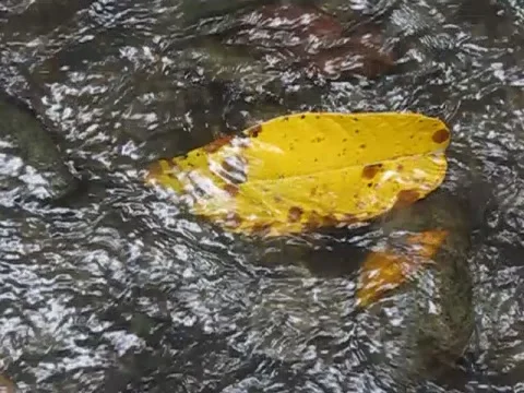 Yellow leaf Stock Footage 219256720