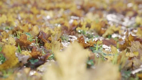 Yellow leaf  Stock Footage 260704235