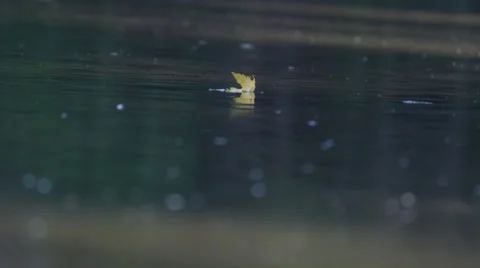 Yellow Leaf gently floating down river on a calm fall day Stock Footage 68652930