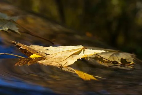 Yellow leaf on glass 写真素材