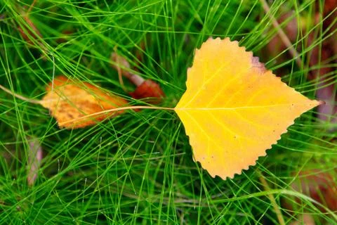 Yellow leaf on the grass Stock Photos