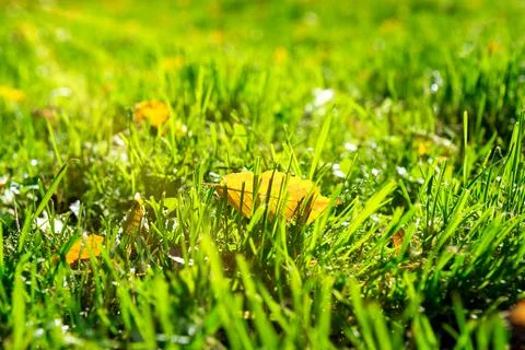 Yellow leaf in grass Stock Photos