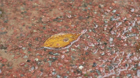 Yellow leaf on gravel Stock Footage 31744853