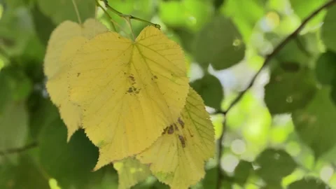 Yellow leaf on a green background, not like everyone else, close-up of one Video stock 252022087