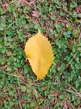 Yellow leaf on green grass background Stock Photos