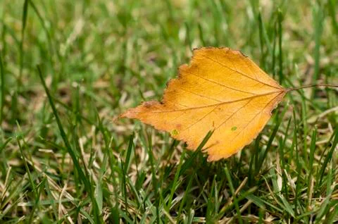 Yellow leaf on green grass Stock Photos