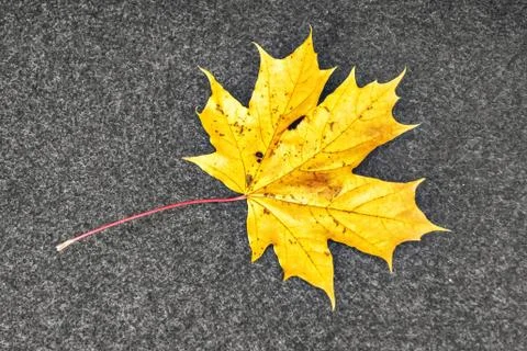 Yellow leaf on grey. Stock-Fotos