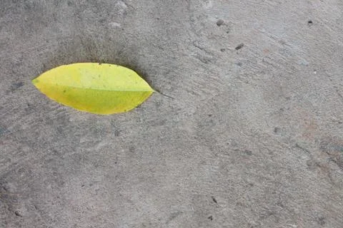 Yellow leaf ground with cement Stock Photos