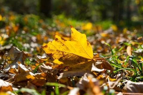A yellow leaf on the ground with light shining through it Stock Photos
