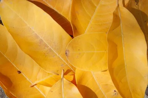 Yellow leaf on ground Stock Photos