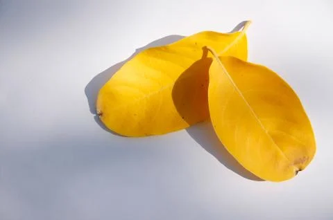 Yellow leaf on ground Stock Photos