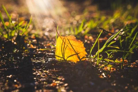 Yellow leaf on ground Stock Photos