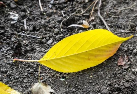 Yellow leaf on the ground Stock Photos
