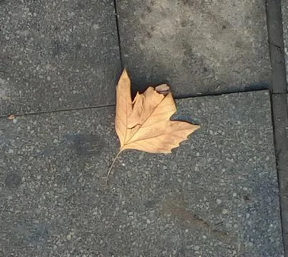 Yellow leaf on the ground Stock Photos
