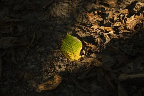 Yellow leaf on the ground of a tree, against the background of other orange,  Stock Photos