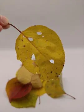 Yellow leaf in hand close up Stock Photos