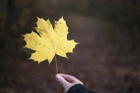 A yellow leaf in a hand Stock Photos