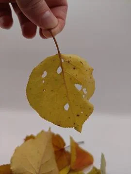 Yellow leaf in hand Stock Photos