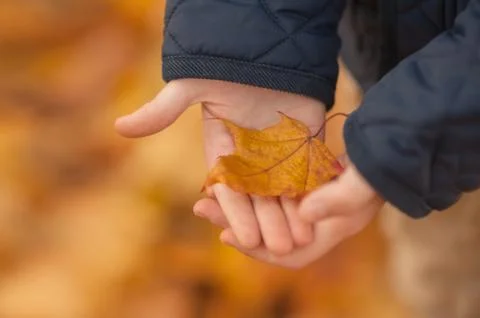 Yellow leaf in hands Stock Photos
