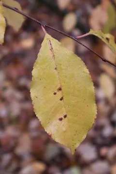 Yellow leaf hanging on a branch during autumn Stock Photos