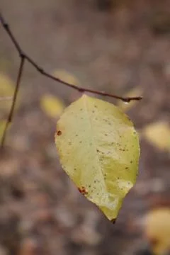 Yellow leaf hanging on a branch during autumn season change Fotos de archivo