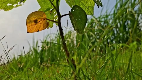 Yellow Leaf Hanging On Small Plant Among Grass 스톡 동영상 344045994