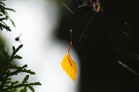 Yellow leaf hanging by a thread of spiderweb, isolated on black and white bac Foto stock