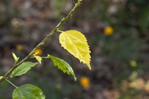 Yellow leaf of hibiscus falling from the tree in autumn Stock Photos
