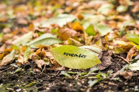 Yellow leaf with the inscription FALL Foto stock