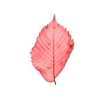Yellow leaf isolated on white background 스톡 사진