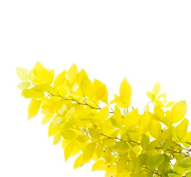 Yellow leaf isolated on white background Stock Photos