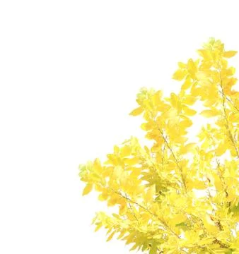 Yellow leaf isolated on white background Foto stock