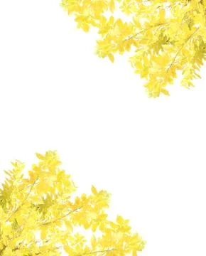 Yellow leaf isolated on white background Foto stock