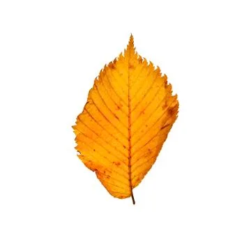 Yellow leaf isolated on white background 스톡 사진