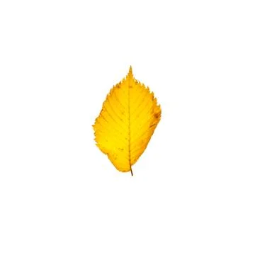 Yellow leaf isolated on white background 库存照片