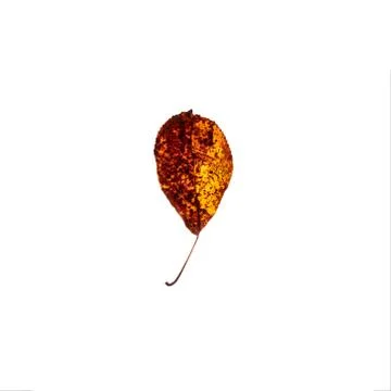Yellow leaf isolated on white background 스톡 사진