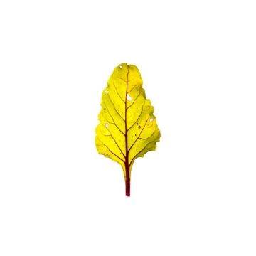 Yellow leaf isolated on white background Foto stock