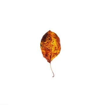 Yellow leaf isolated on white background 스톡 사진
