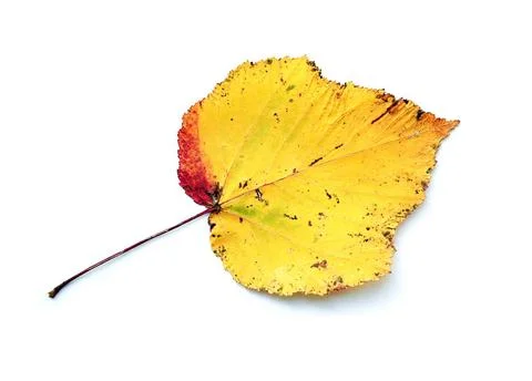 Yellow leaf isolated on the white background Yellow leaf isolated on the w... Stock Photos