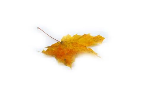 Yellow leaf isolated on white Stock Photos