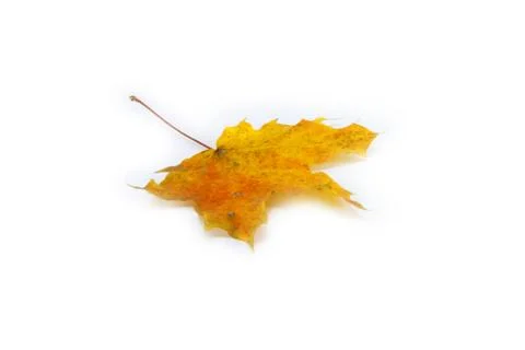Yellow leaf isolated on white Stock Photos