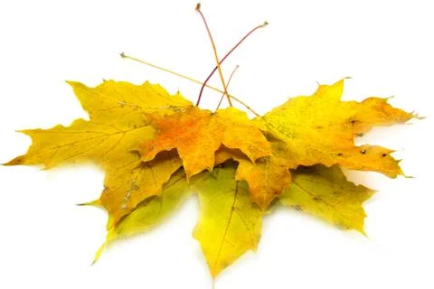 Yellow leaf isolated on white Stock Photos