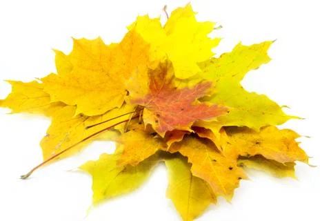 Yellow leaf isolated on white Stock Photos