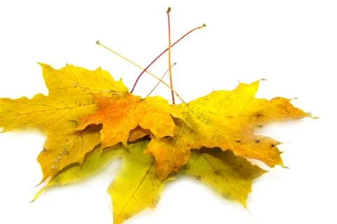 Yellow leaf isolated on white Stock Photos