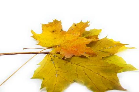 Yellow leaf isolated on white Stock Photos