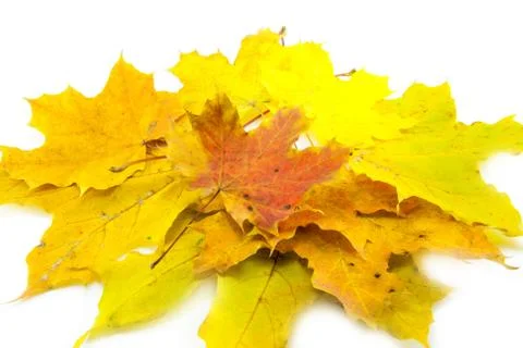 Yellow leaf isolated on white Stock Photos